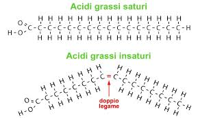 cadena de ácidos grasos saturados e insaturados