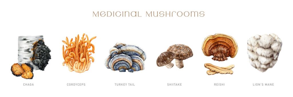 Ilustración de distintos hongos medicinales —como chaga, cordyceps, turkey tail, shiitake, reishi y lion’s mane— alineados sobre fondo claro con sus nombres indicados.