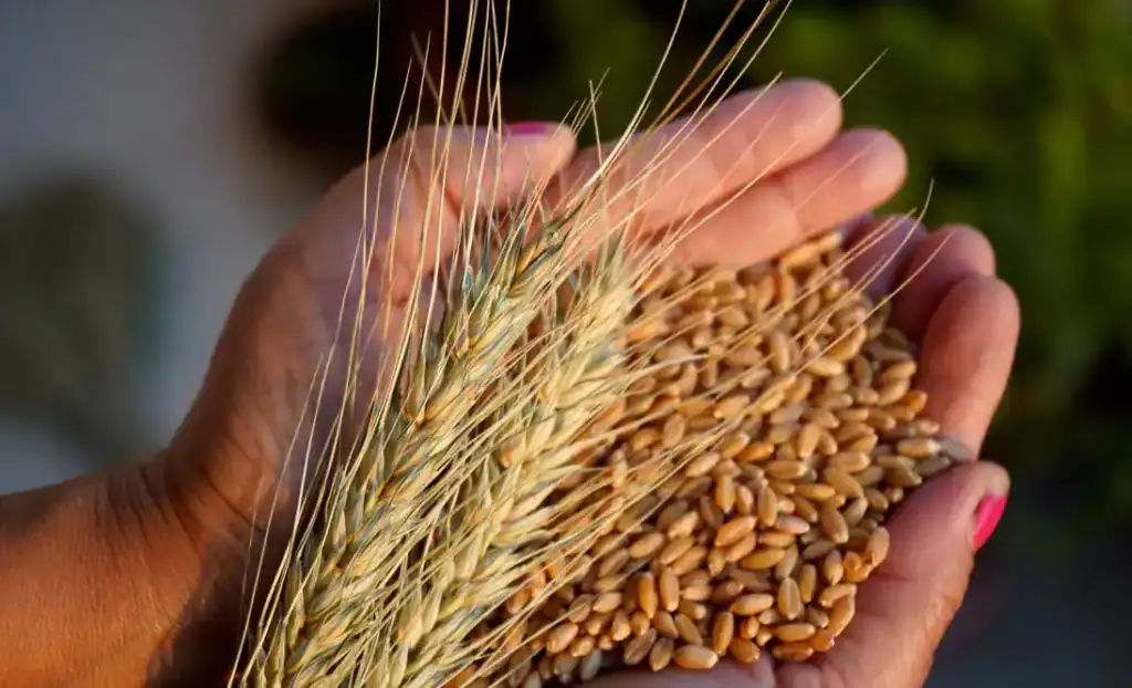 Manos sosteniendo espigas y granos de trigo, cereales integrales ricos en fibra para la salud metabólica.